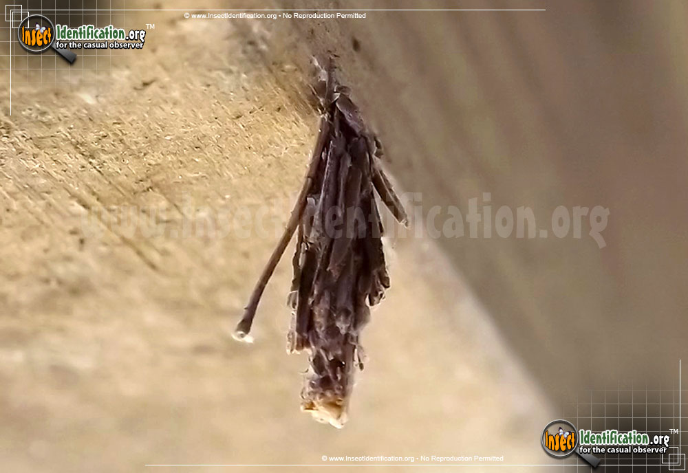 Full-sized image #3 of the Bagworm-Moth