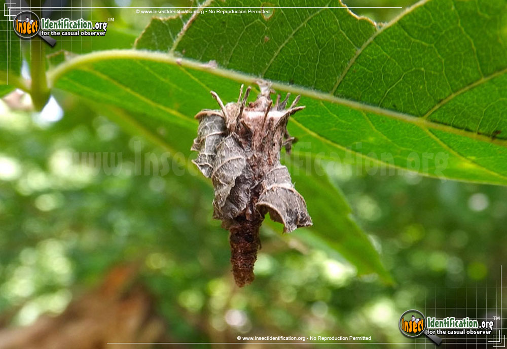 Full-sized image #4 of the Bagworm-Moth