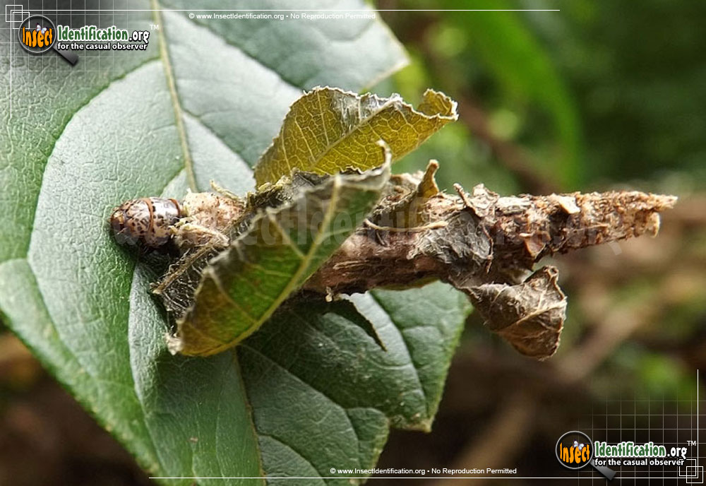 Full-sized image of the Bagworm-Moth