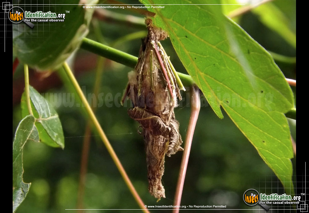 Full-sized image #6 of the Bagworm-Moth