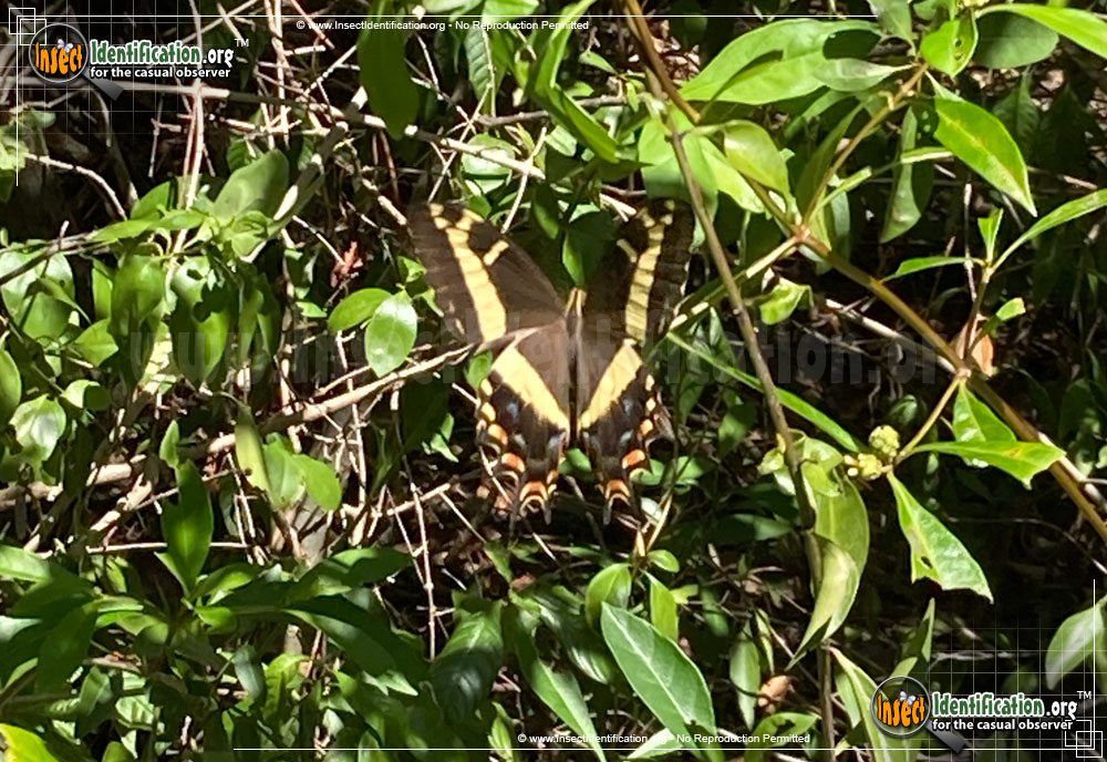 Full-sized image of the Bahamian-Swallowtail-Butterfly