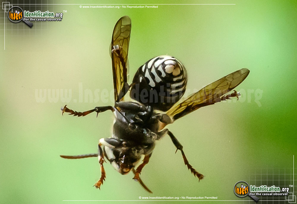Full-sized image #6 of the Bald-Faced-Hornet