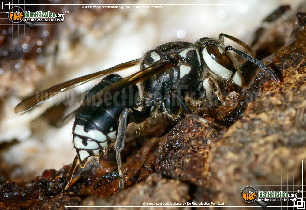 Full-sized image #2 of the Bald-Faced-Hornet