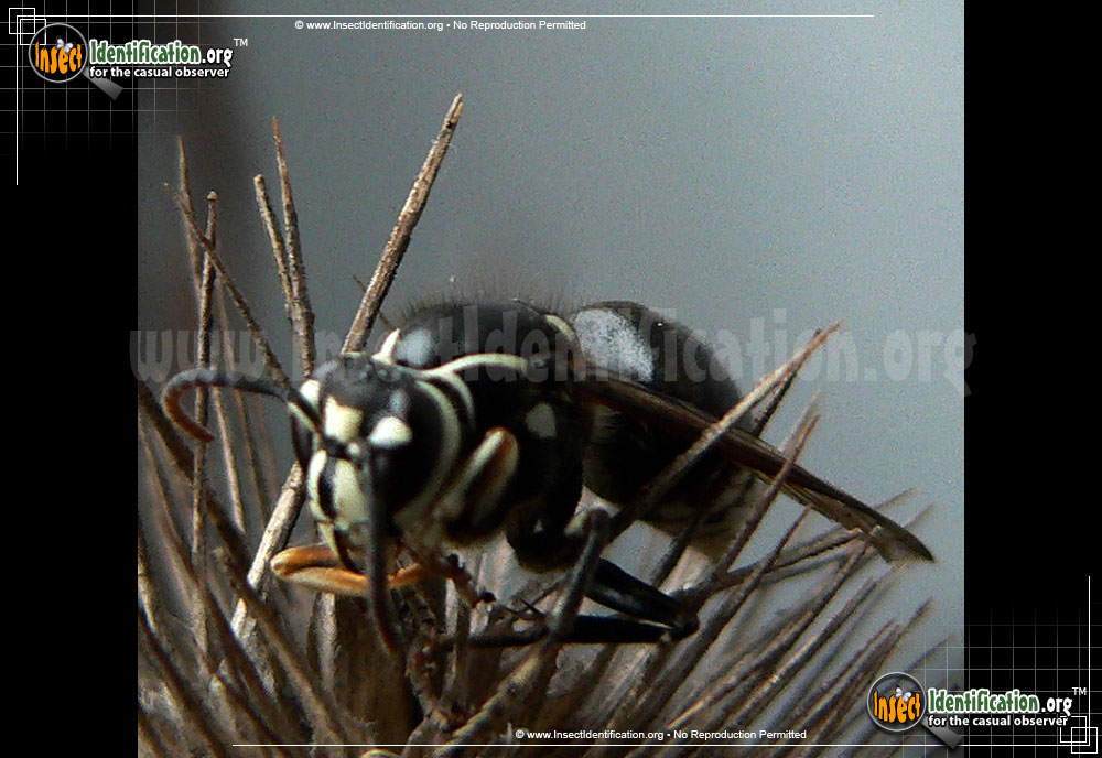 Full-sized image #12 of the Bald-Faced-Hornet