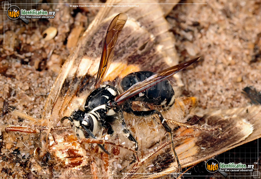 Full-sized image #11 of the Bald-Faced-Hornet