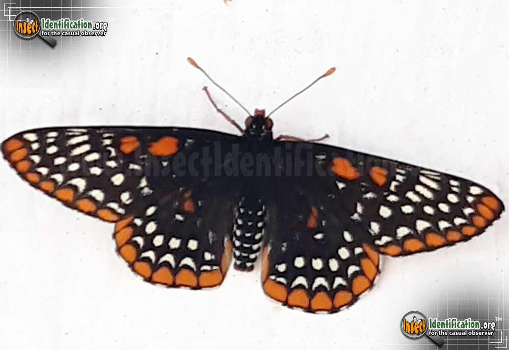 Full-sized image of the Baltimore-Checkerspot-Butterfly