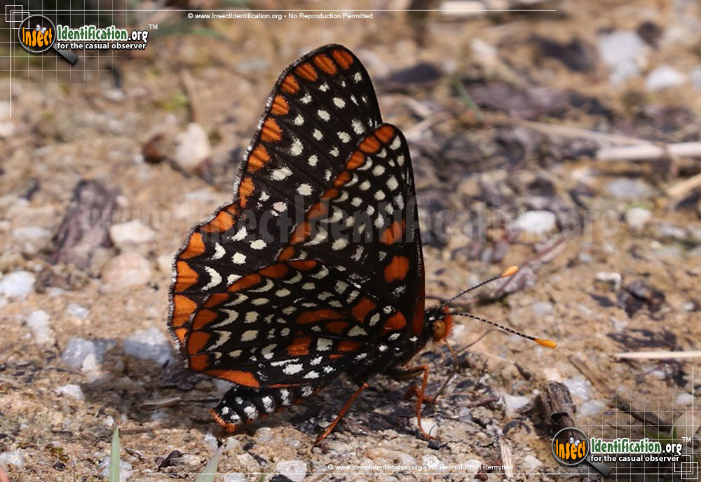 Full-sized image #3 of the Baltimore-Checkerspot-Butterfly