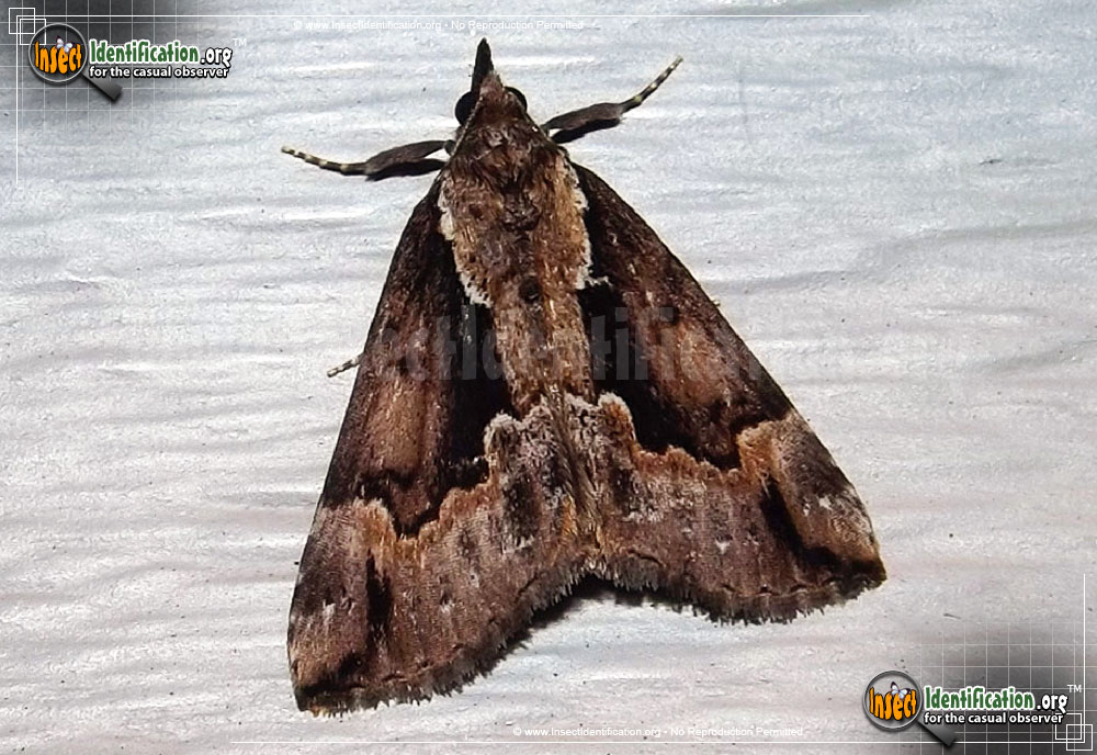 Full-sized image of the Baltimore-Snout-Moth