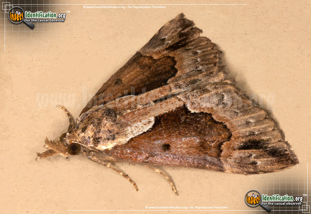 Full-sized image #2 of the Baltimore-Snout-Moth