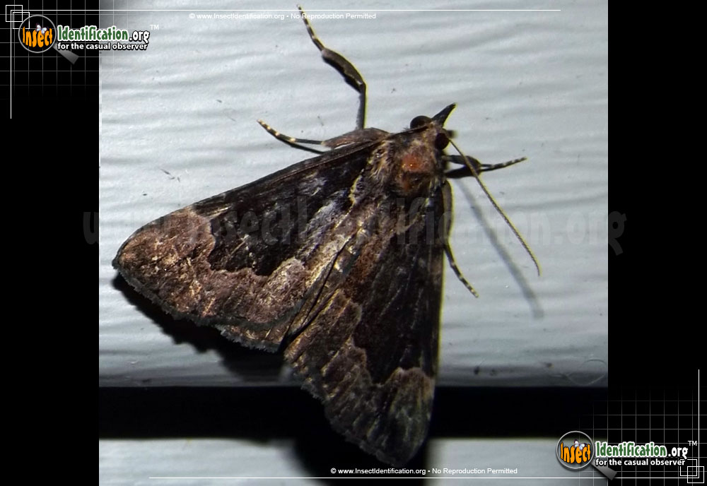 Full-sized image #3 of the Baltimore-Snout-Moth