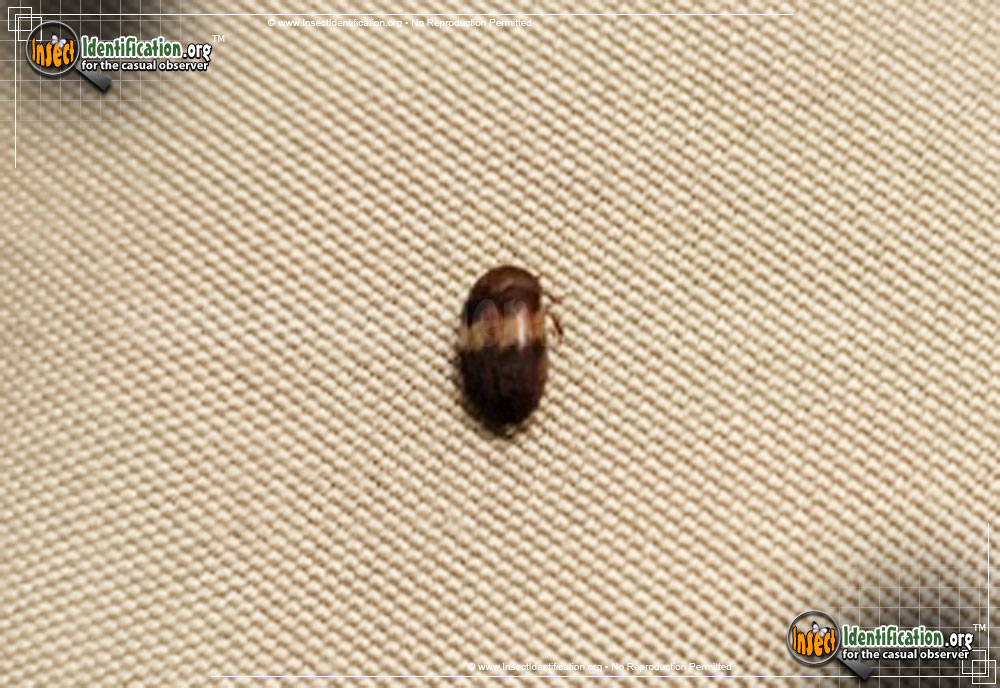 Full-sized image of the Banded-Black-Carpet-Beetle