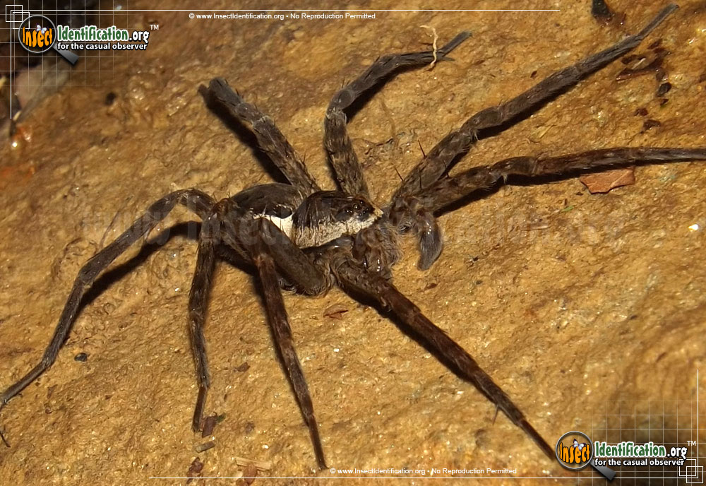 Full-sized image #2 of the Banded-Fishing-Spider