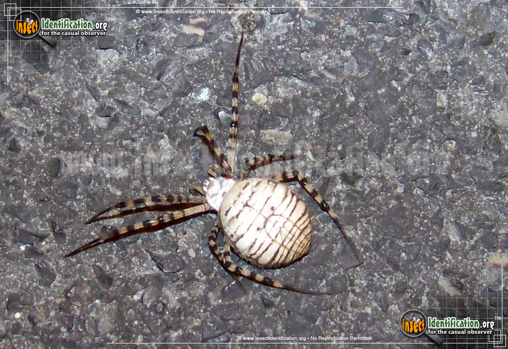 Full-sized image #5 of the Banded-Garden-Spider