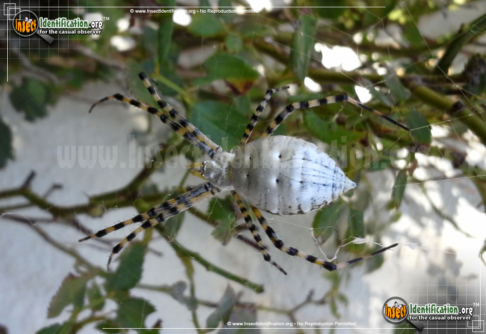 Full-sized image #9 of the Banded-Garden-Spider