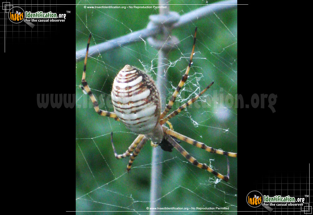 Full-sized image #3 of the Banded-Garden-Spider