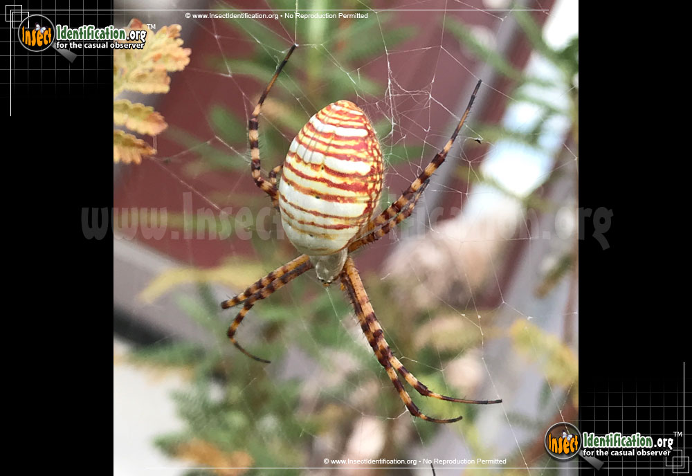Full-sized image of the Banded-Garden-Spider