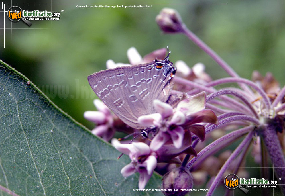 Full-sized image #3 of the Banded-Hairstreak-Butterfly