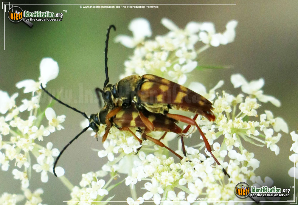 Full-sized image #3 of the Banded-Longhorn-Beetle