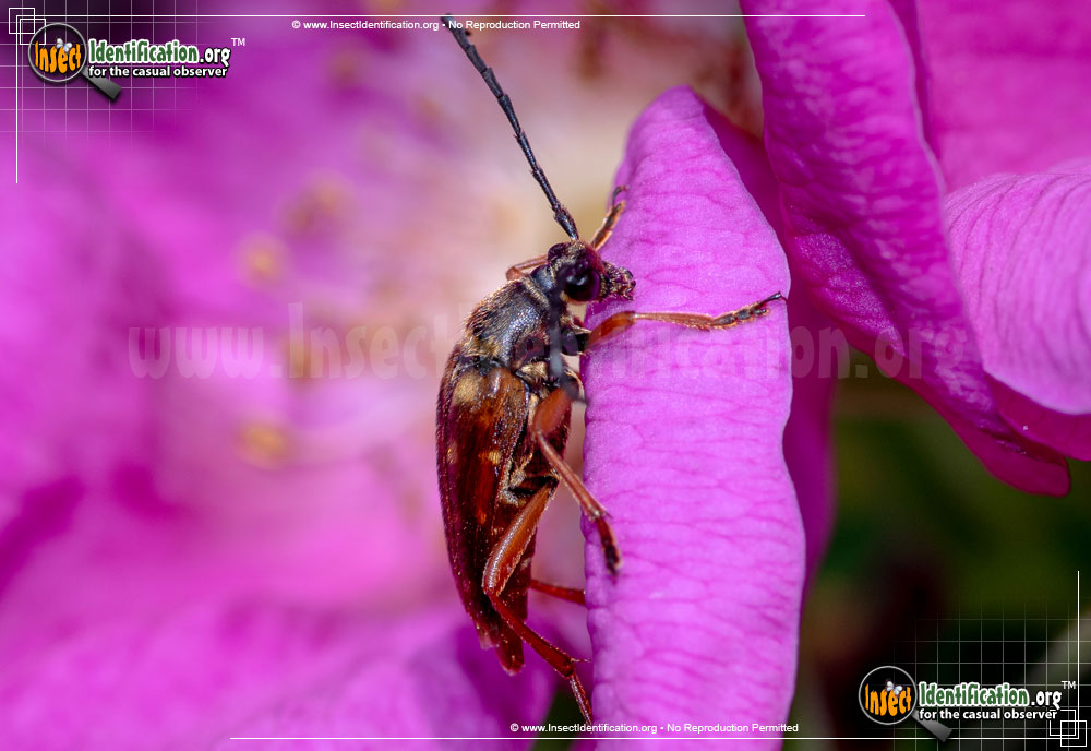 Full-sized image #4 of the Banded-Longhorn-Beetle