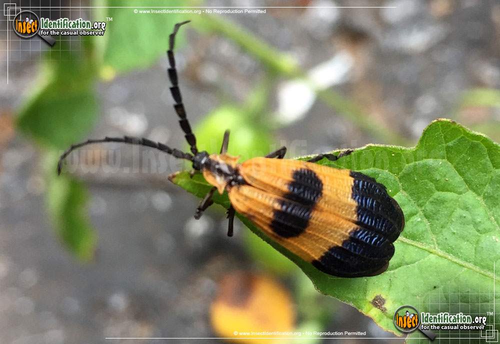 Full-sized image #2 of the Banded-Net-Winged-Beetle