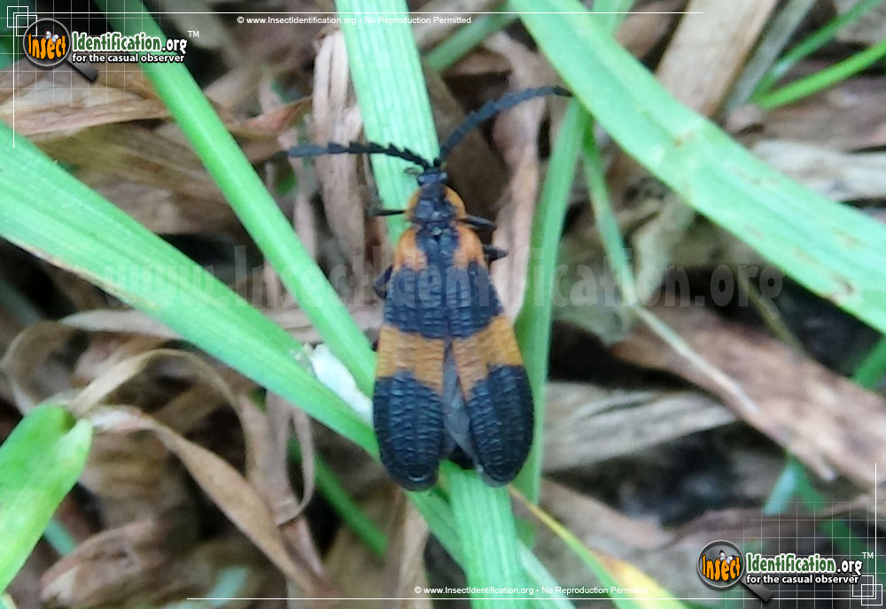 Full-sized image #4 of the Banded-Net-Winged-Beetle