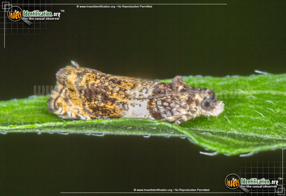 Full-sized image of the Banded-Olethreutes-Moth