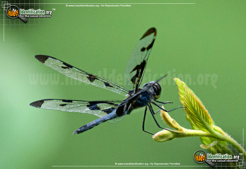 Full-sized image of the Banded-Pennant-Dragonfly