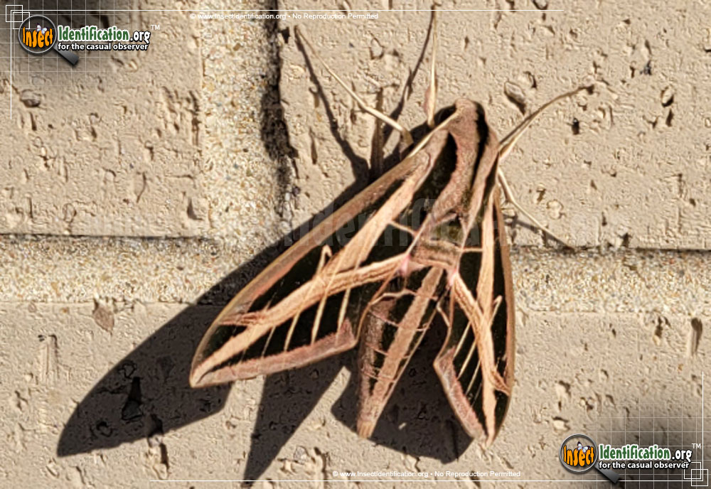 Full-sized image #3 of the Banded-Sphinx-Moth