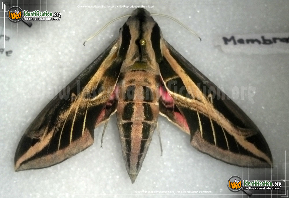 Full-sized image #6 of the Banded-Sphinx-Moth
