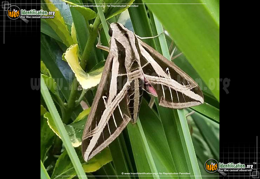 Full-sized image of the Banded-Sphinx-Moth