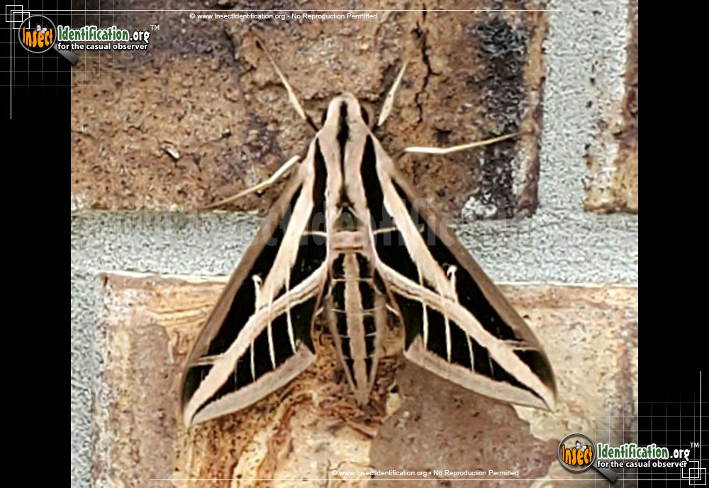 Full-sized image #5 of the Banded-Sphinx-Moth
