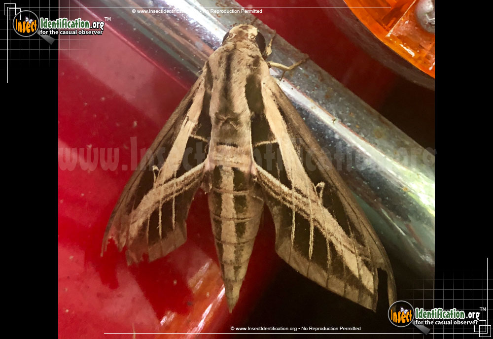 Full-sized image #4 of the Banded-Sphinx-Moth