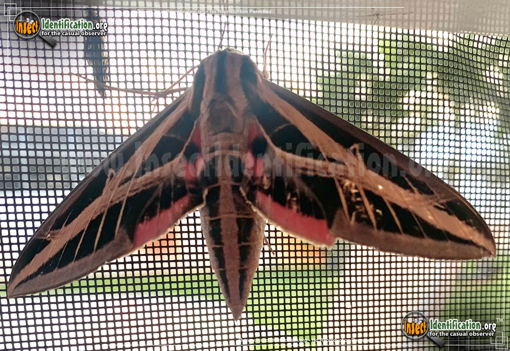 Full-sized image #7 of the Banded-Sphinx-Moth