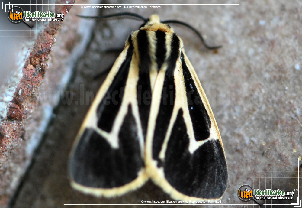 Full-sized image #2 of the Banded-Tiger-Moth