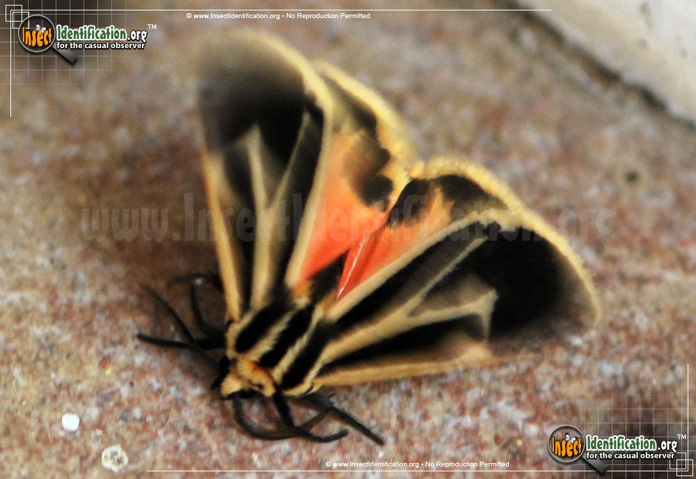 Full-sized image #3 of the Banded-Tiger-Moth