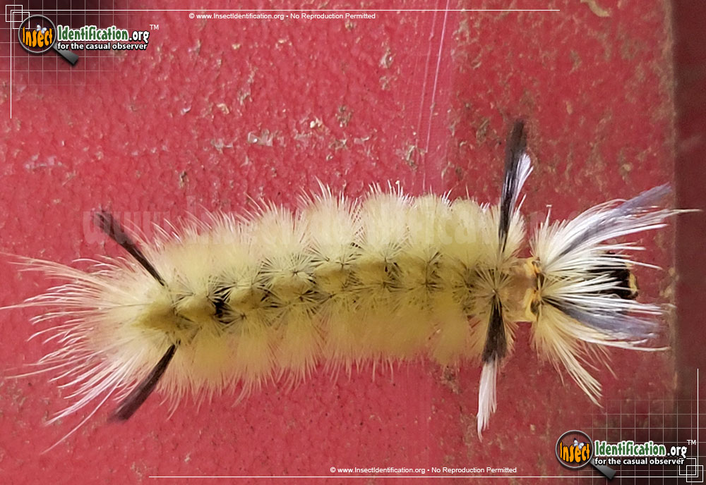 Full-sized image #12 of the Banded-Tussock-Moth