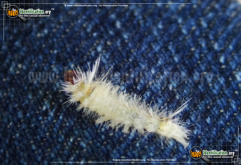 Full-sized image #11 of the Banded-Tussock-Moth