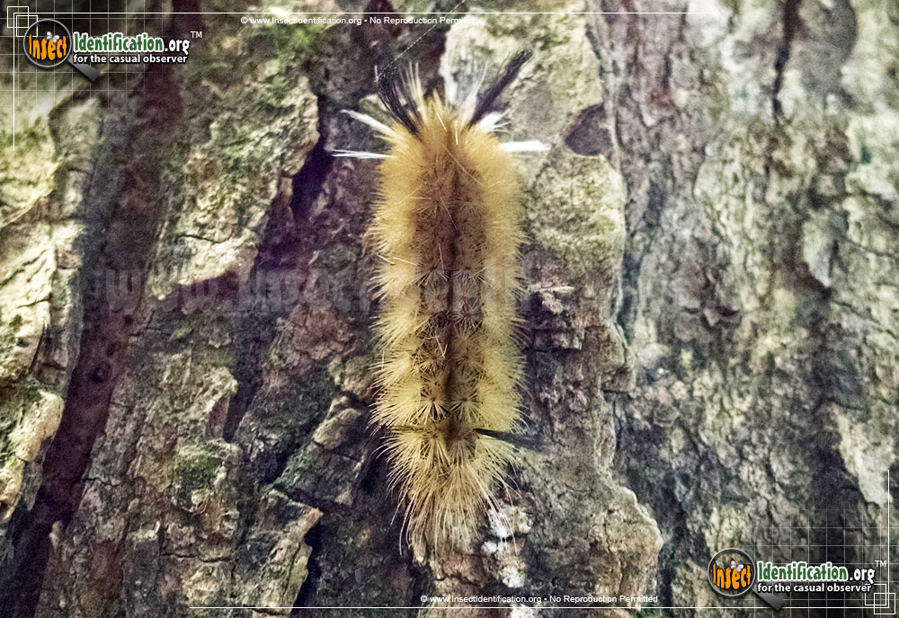 Full-sized image #10 of the Banded-Tussock-Moth