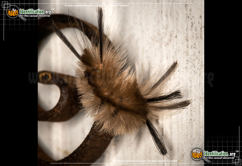Full-sized image #13 of the Banded-Tussock-Moth