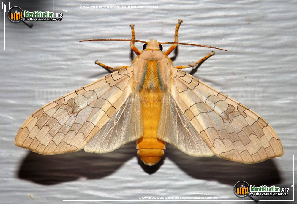 Full-sized image of the Banded-Tussock-Moth