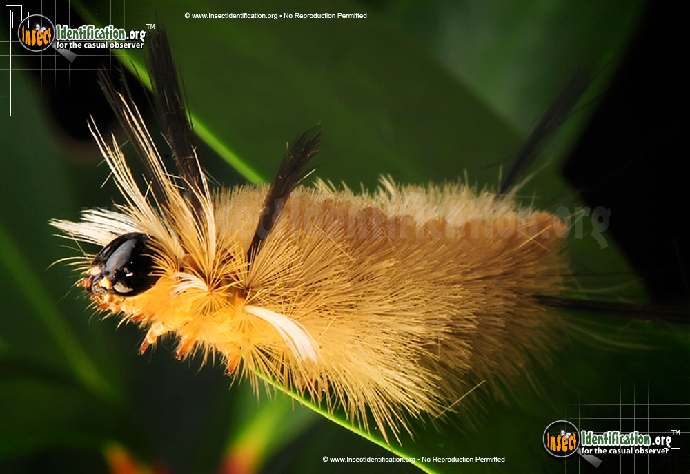 Full-sized image #8 of the Banded-Tussock-Moth