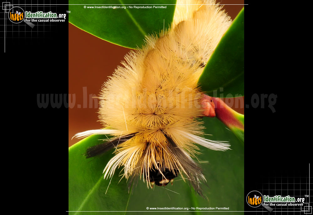 Full-sized image #7 of the Banded-Tussock-Moth