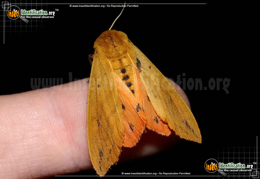 Full-sized image #5 of the Banded-Woolly-Bear-Caterpillar-Moth