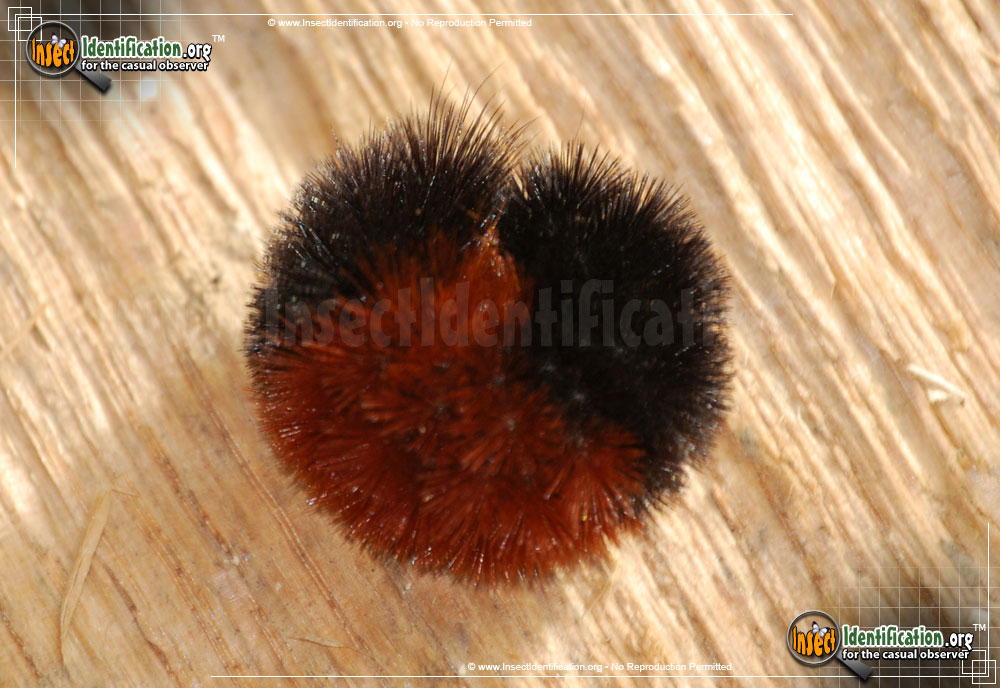 Full-sized image #6 of the Banded-Woolly-Bear-Caterpillar-Moth
