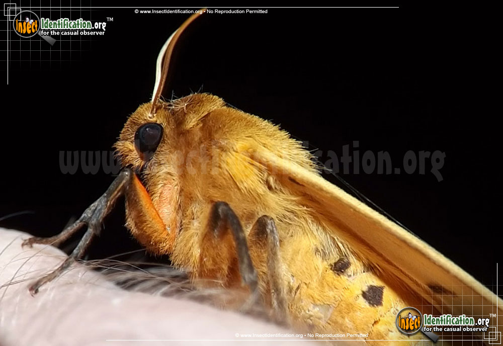 Full-sized image #4 of the Banded-Woolly-Bear-Caterpillar-Moth