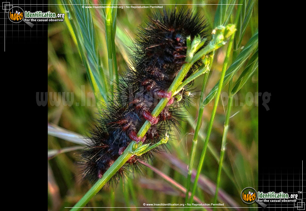 Full-sized image #8 of the Banded-Woolly-Bear-Caterpillar-Moth