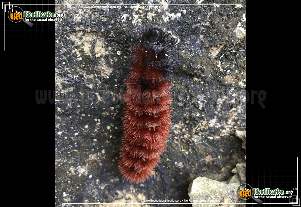 Full-sized image #11 of the Banded-Woolly-Bear-Caterpillar-Moth