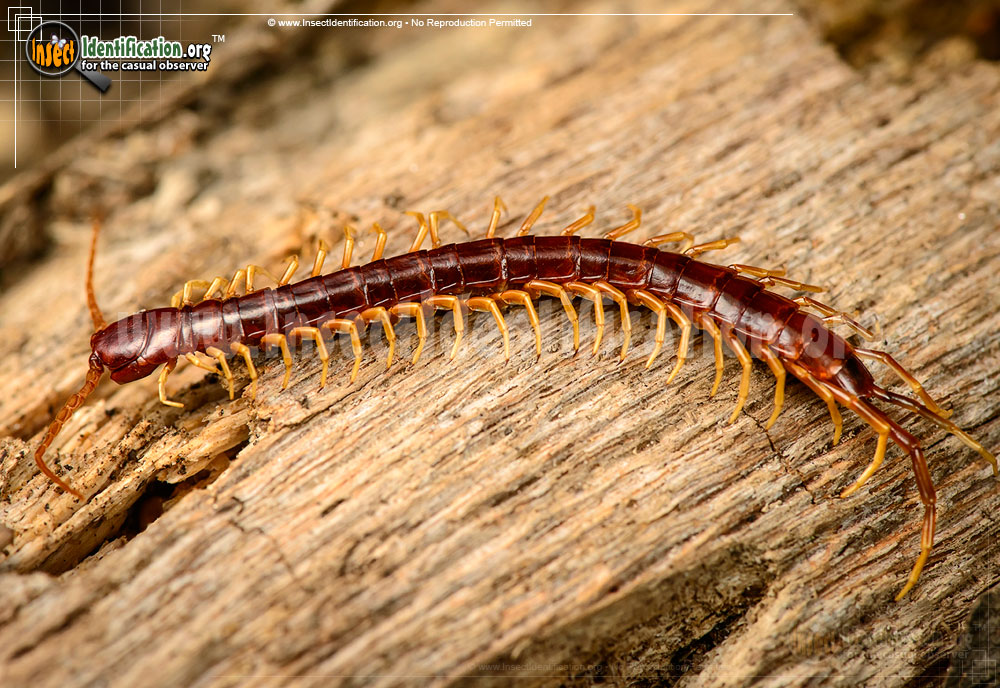 Full-sized image of the Bark-Centipede