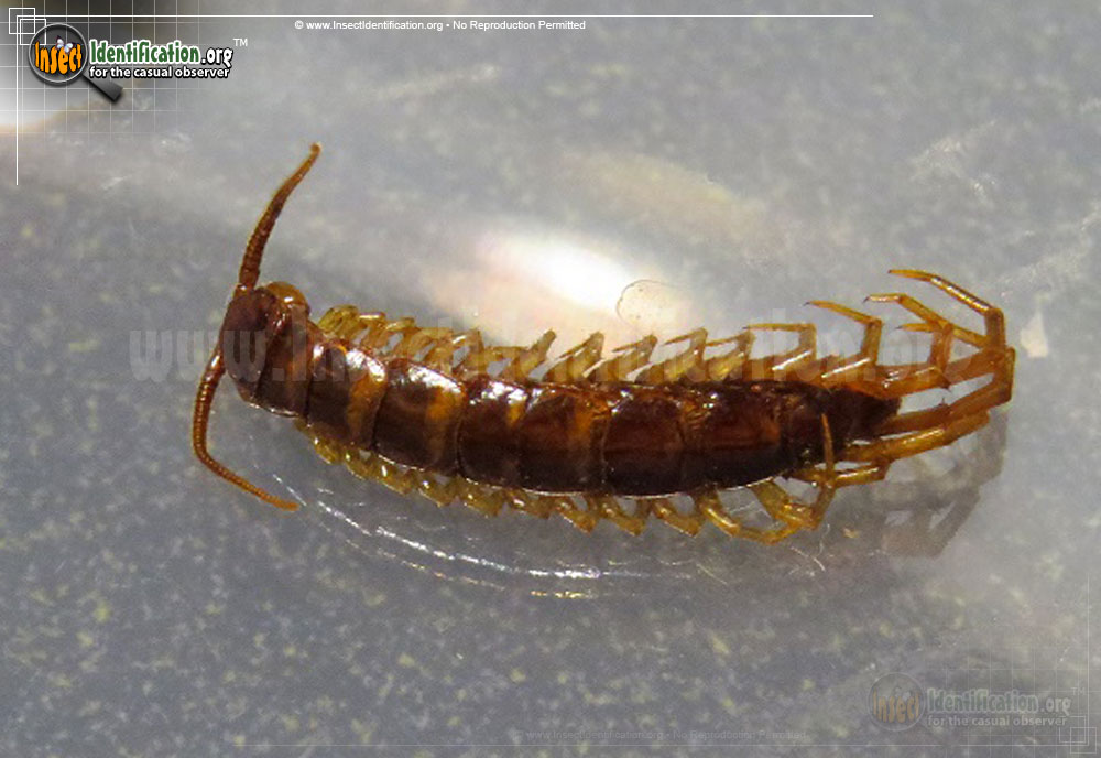 Full-sized image #2 of the Bark-Centipede