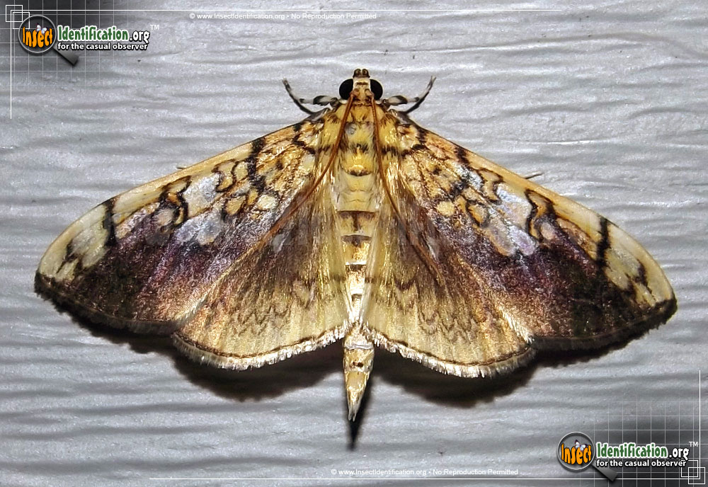 Full-sized image of the Basswood-Leafroller-Moth